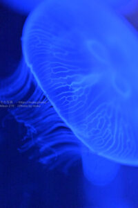 【水族館撮影】水族館でクラゲを見て涼もう！