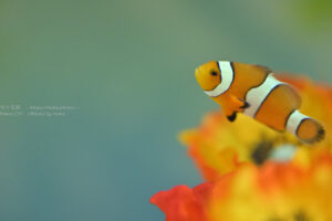 【水族館撮影】新マイクロレンズを使って水族館写真を撮ろう