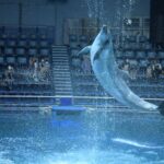 【水族館撮影】イルカのジャンプを撮ろう!!