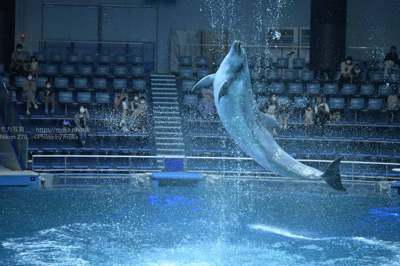 【水族館撮影】イルカのジャンプを撮ろう！！