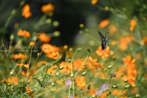 【スナップ撮影】浜離宮恩賜庭園のキバナコスモスを撮りたい