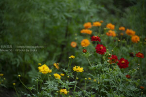 【スナップ撮影】真夏の公園で花撮影！