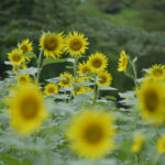 夏休みにヒマワリを撮ろう！！