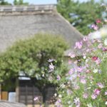 【スナップ撮影】コスモスと日本の故郷