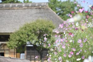 【スナップ撮影】コスモスと日本の故郷