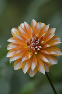 【スナップ撮影】10月に入って、秋薔薇とダリアが見頃かな・・