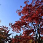 【スナップ撮影】秋を先取り、紅葉を撮ろう!!