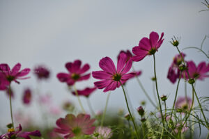 【スナップ撮影】秋の花を楽しもう！