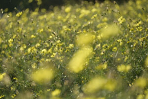 【スナップ撮影】黄金色に輝くレモンブライト