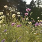 【スナップ撮影】昭和記念公園のコスモス畑をロケハン!