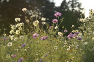 【スナップ撮影】昭和記念公園のコスモス畑をロケハン!