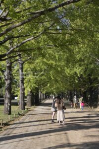 【スナップ撮影】今年のイチョウの色づきは遅め！？