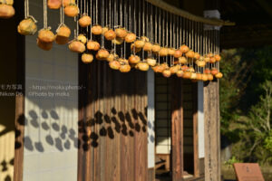 【スナップ撮影】深まる秋を写真に撮ろう