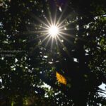 【スナップ撮影】1枚の「色づいた葉」と「太陽の光芒」