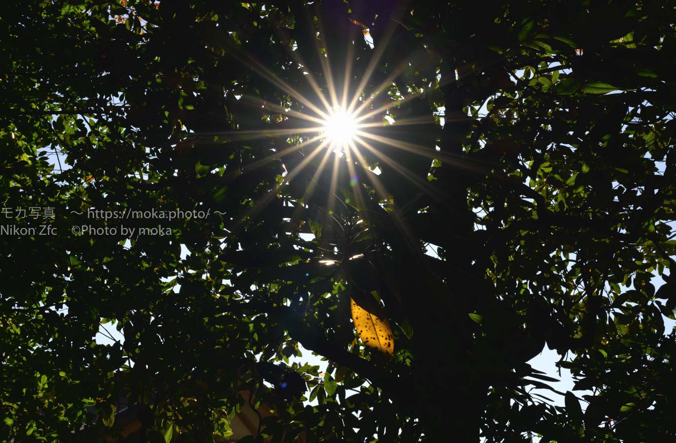 【スナップ撮影】１枚の「色づいた葉」と「太陽の光芒」