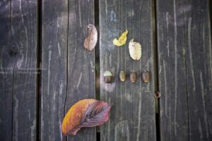 【スナップ撮影】小さい秋みつけた