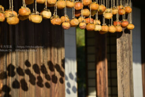 【スナップ撮影】秋の西陽を撮ろう！！