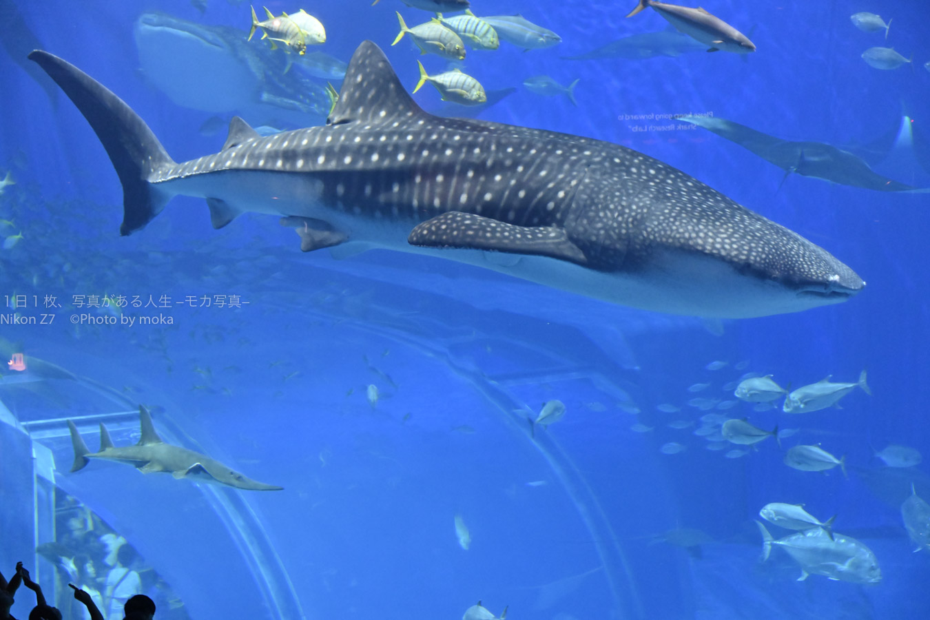 【水族館撮影】美ら海水族館のジンベイザメを撮ろう