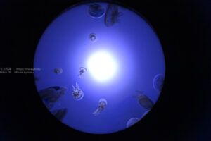 【水族館撮影】ユラユラ、クラゲを撮ろう！！