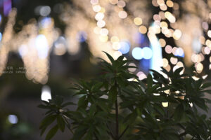 【ロケハン】2021年最後の撮影は・・日本橋を予定