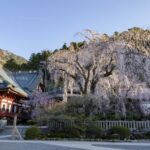 【スナップ撮影】2022年の桜はどんな桜かな!?