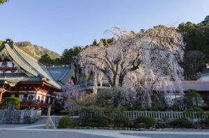 【スナップ撮影】2022年の桜はどんな桜かな!?