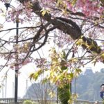 【スナップ撮影】春を先撮り!?
