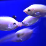 【水族館写真】マジでキスする5秒前!