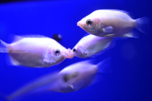 【水族館写真】マジでキスする5秒前！