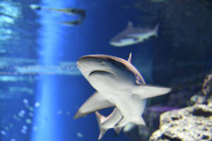 【水族館撮影】寒い冬だから水族館に行こう!!