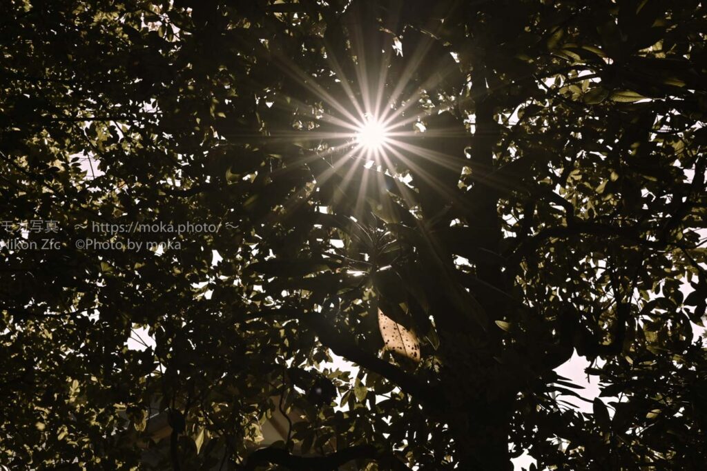 【スナップ撮影】太陽の光を構図に入れて光芒を楽しもう