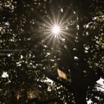 【スナップ撮影】太陽の光を構図に入れて光芒を楽しもう