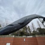 【iPhone写真】クジラの潜水の瞬間を捉えた！？