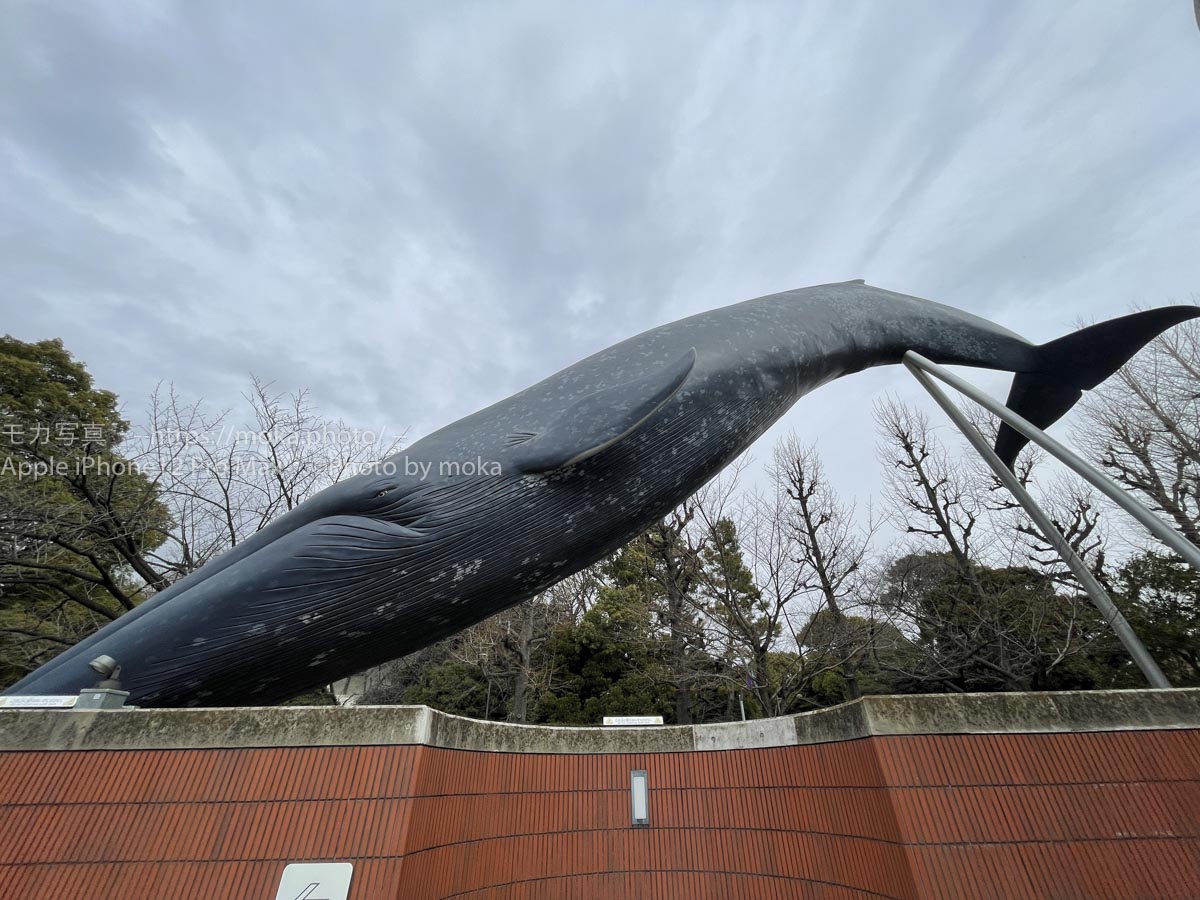【iPhone写真】クジラの潜水の瞬間を捉えた！？