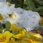 【スナップ撮影】冬に見つけた花を撮ってみよう