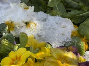 【スナップ撮影】冬に見つけた花を撮ってみよう