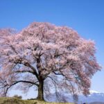 【スナップ撮影】樹齢350年の一本桜!!