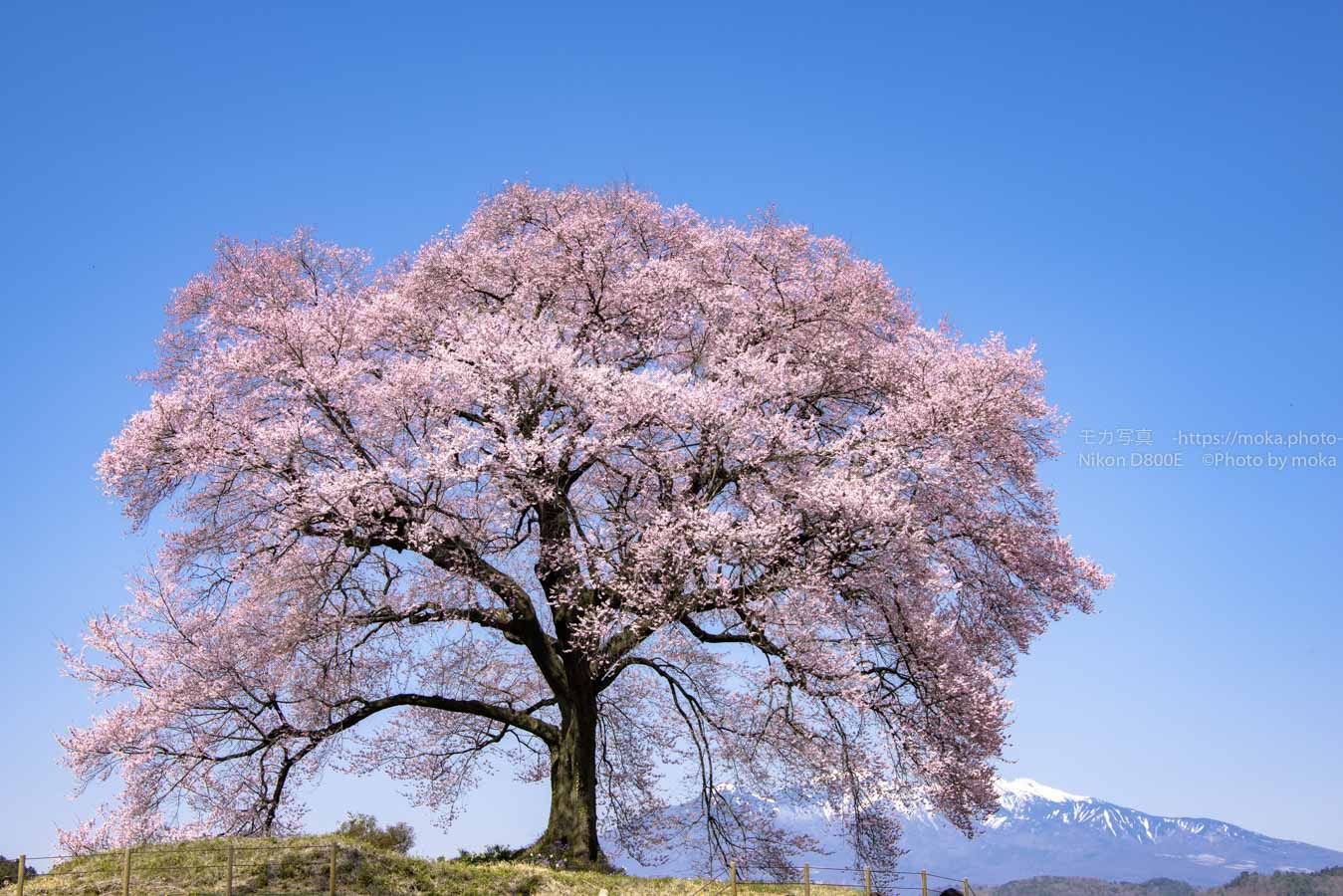 【スナップ撮影】樹齢350年の一本桜！！