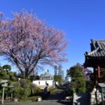 【スナップ撮影】ソメイヨシノの前に「安行桜」を楽しもう!