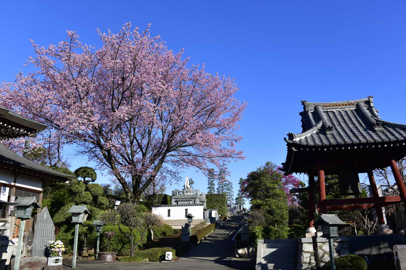 【スナップ撮影】ソメイヨシノの前に「安行桜」を楽しもう！