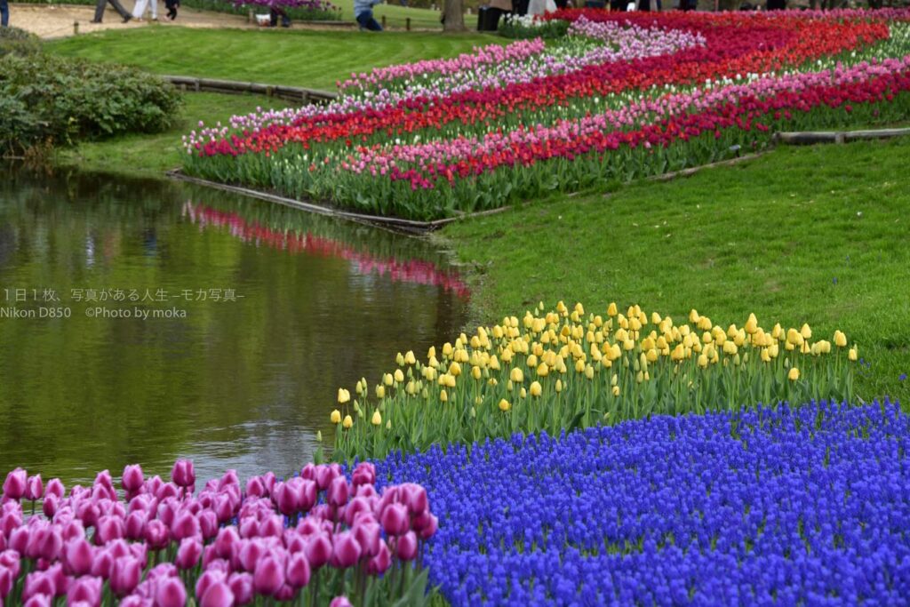 【スナップ撮影】チューリップ畑で写真を撮ろう