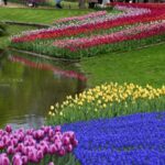【スナップ撮影】チューリップ畑で写真を撮ろう