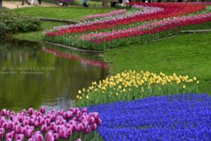 【スナップ撮影】チューリップ畑で写真を撮ろう