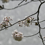 【スナップ撮影】キラキラ桜を撮りに行こう!