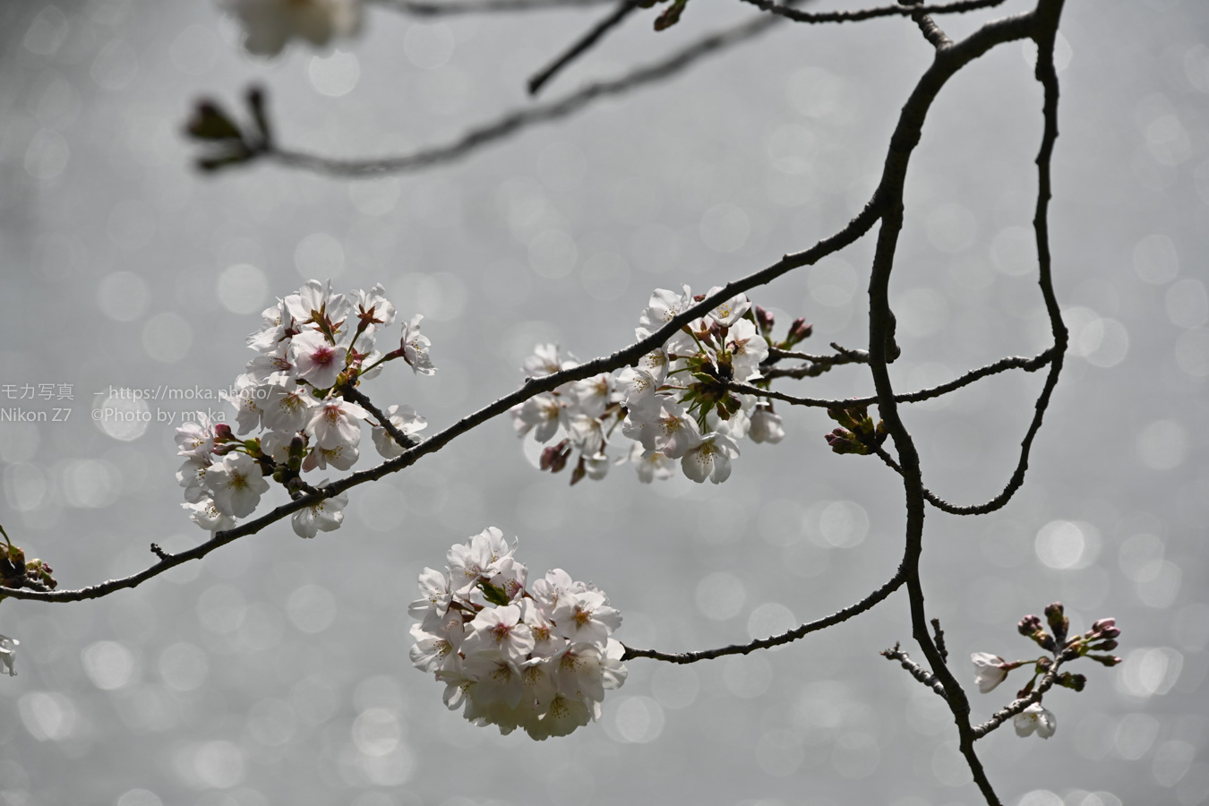 【スナップ撮影】キラキラ桜を撮りに行こう！