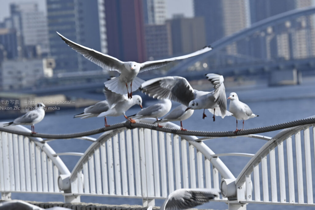 【スナップ撮影】カモメが飛んだ♪