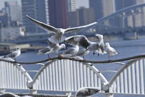 【スナップ撮影】カモメが飛んだ♪