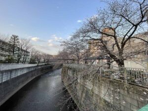 【スナップ撮影】神田川とソメイヨシノ