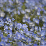 もうすぐネモフィラも見頃！？