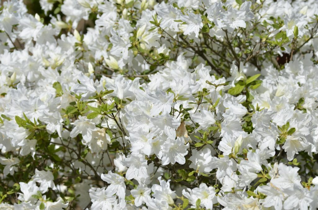 【スナップ撮影】花がキレイな季節